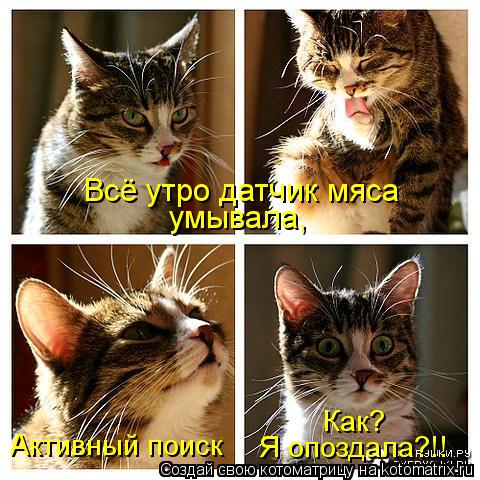 Всё утро датчик мяса умывала, Активный поиск Как? Я опоздала?!!... Котоматрица: Всё утро датчик мяса умывала, Активный поиск Как? Я опоздала?!!