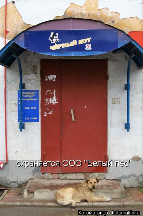 охраняется ООО "Белый пёс"... Котоматрица: охраняется ООО "Белый пёс"