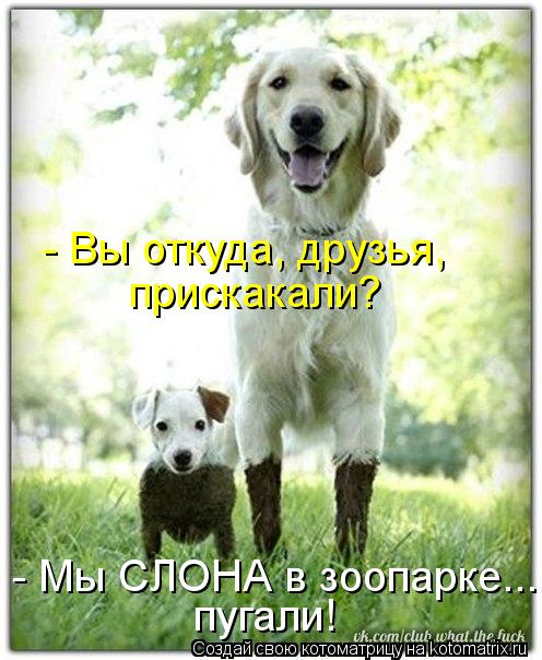 - Вы откуда, друзья, прискакали? - Мы СЛОНА в зоопарке... пугали!... Котоматрица: - Вы откуда, друзья, прискакали? - Мы СЛОНА в зоопарке... пугали!