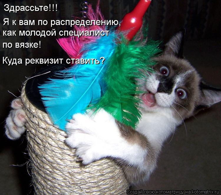 Здрассьте!!! Я к вам по распределению, как молодой специалист по вязке! Куда реквизит ставить?... Котоматрица: Здрассьте!!! Я к вам по распределению, как молодой специалист по вязке! Куда реквизит ставить?