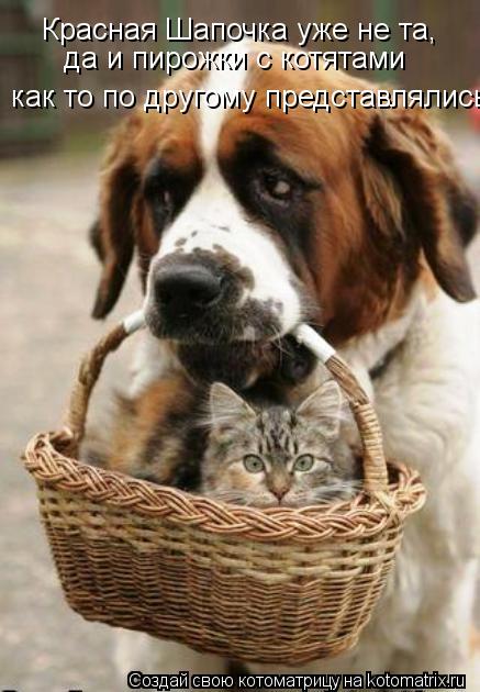 Котоматрица: Красная Шапочка уже не та, да и пирожки с котятами  как то по другому представлялись
