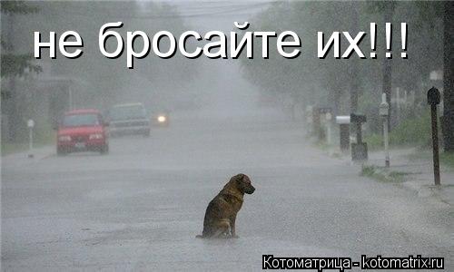 Котоматрица: не бросайте их!!!