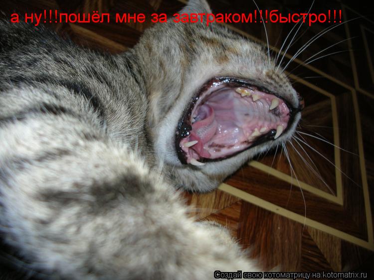 Котоматрица: а ну!!!пошёл мне за завтраком!!!быстро!!!