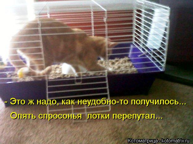 - Это ж надо, как неудобно-то получилось... Опять спросонья лотки перепутал...... Котоматрица: - Это ж надо, как неудобно-то получилось... Опять спросонья лотки перепутал...