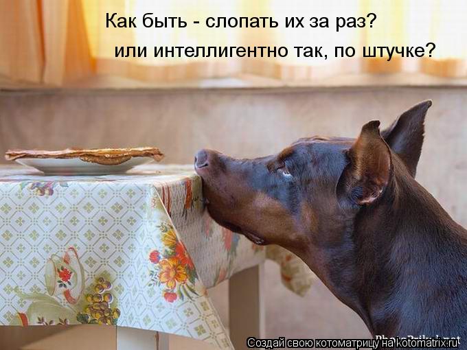 Как быть - слопать их за раз? или интеллигентно так, по штучке?... Котоматрица: Как быть - слопать их за раз? или интеллигентно так, по штучке?