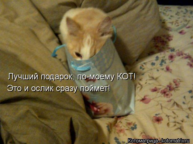 Котоматрица: Лучший подарок, по-моему КОТ! Это и ослик сразу поймет!