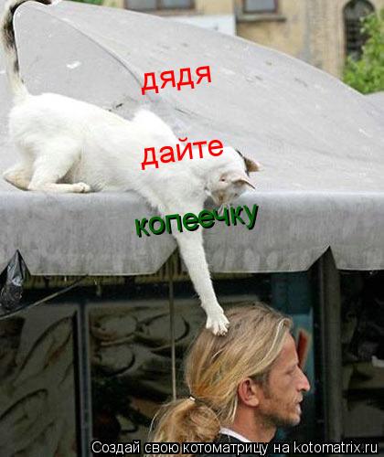 дядя дайте копеечку... Котоматрица: дядя дайте копеечку