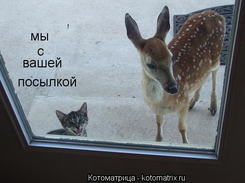 Котоматрица: мы с вашей , посылкой