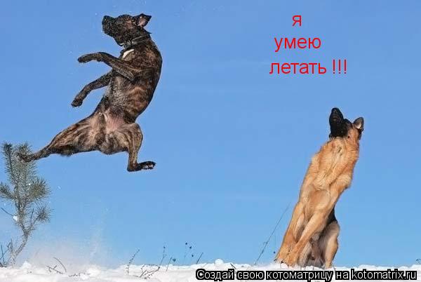 Котоматрица: я умею летать !!!