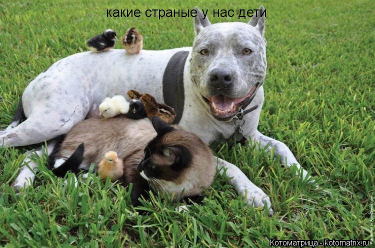 Котоматрица: какие страные у нас дети