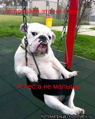 Успокойся,это не глюк Я пес,а не малышь... Котоматрица: Успокойся,это не глюк Я пес,а не малышь