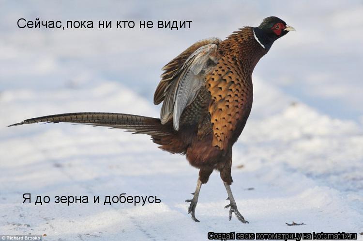 Сейчас,пока ни кто не видит Я до зерна и доберусь... Котоматрица: Сейчас,пока ни кто не видит Я до зерна и доберусь