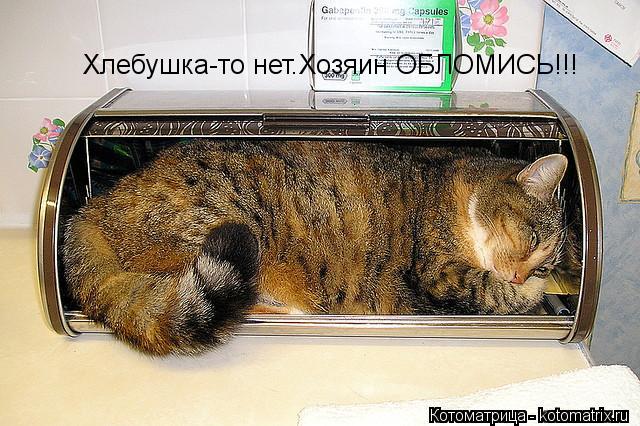 Хлебушка-то нет.Хозяин ОБЛОМИСЬ!!!... Котоматрица: Хлебушка-то нет.Хозяин ОБЛОМИСЬ!!!