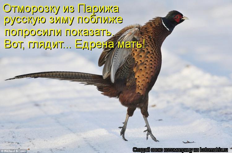 русскую зиму поближе Отморозку из Парижа попросили показать. Вот, глядит... Едрена мать!... Котоматрица: русскую зиму поближе Отморозку из Парижа попросили показать. Вот, глядит... Едрена мать!
