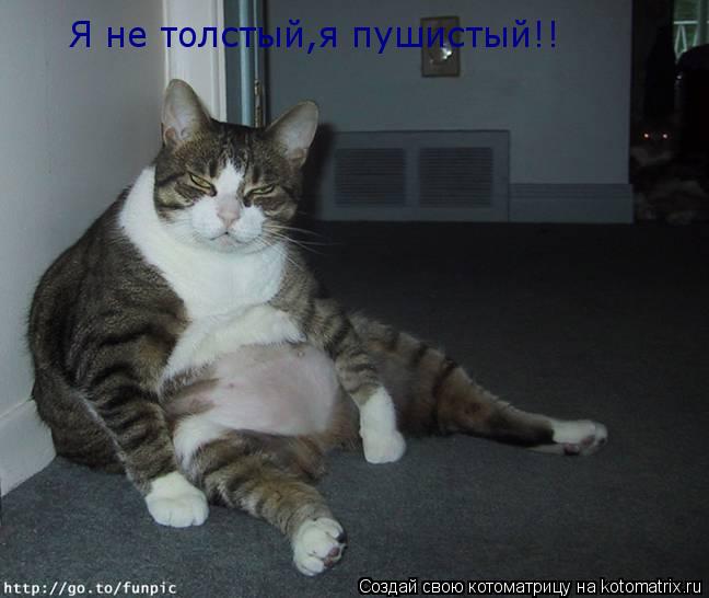 Я не толстый,я пушистый!!... Котоматрица: Я не толстый,я пушистый!!