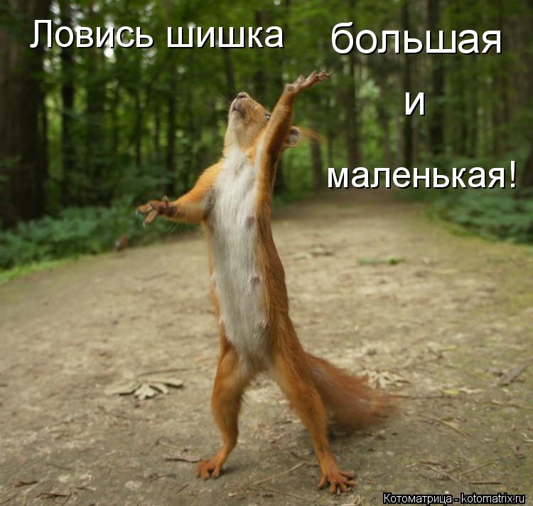 Ловись шишка большая и маленькая!... Котоматрица: Ловись шишка большая и маленькая!