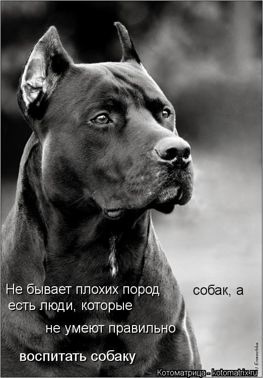 Не бывает плохих пород собак, а есть люди, которые не умеют правильно воспитать собаку... Котоматрица: Не бывает плохих пород собак, а есть люди, которые не умеют правильно воспитать собаку