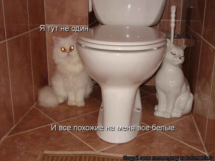 Я тут не один И все похожие на меня все белые... Котоматрица: Я тут не один И все похожие на меня все белые