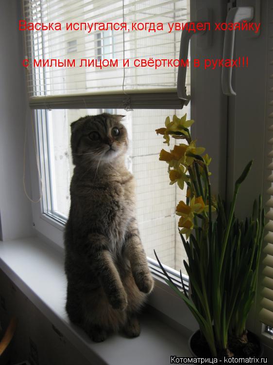 Васька испугался,когда увидел хозяйку с милым лицом и свёртком в руках!!!... Котоматрица: Васька испугался,когда увидел хозяйку с милым лицом и свёртком в руках!!!