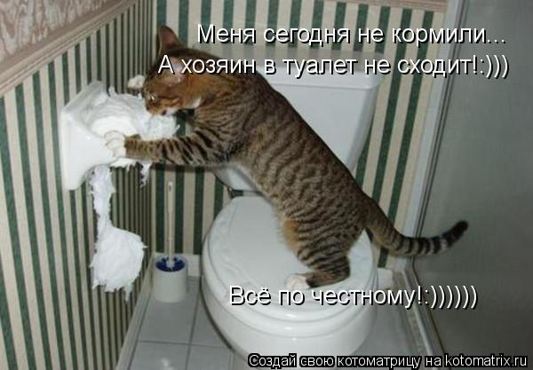 Меня сегодня не кормили... А хозяин в туалет не сходит!:))) Всё по честному!:))))))... Котоматрица: Меня сегодня не кормили... А хозяин в туалет не сходит!:))) Всё по честному!:))))))