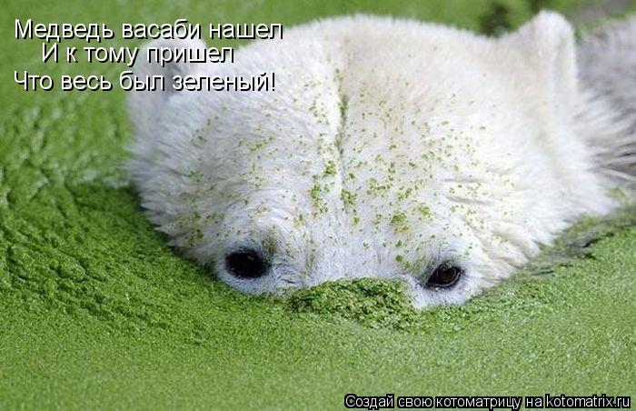 Медведь васаби нашел И к тому пришел Что весь был зеленый!... Котоматрица: Медведь васаби нашел И к тому пришел Что весь был зеленый!