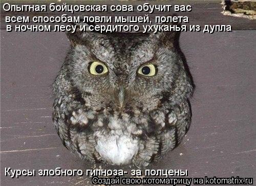 в ночном лесу и сердитого ухуканья из дупла всем способам ловли мышей, полета Опытная бойцовская сов... Котоматрица: в ночном лесу и сердитого ухуканья из дупла всем способам ловли мышей, полета Опытная бойцовская сова обучит вас Курсы злобного гипноза- з