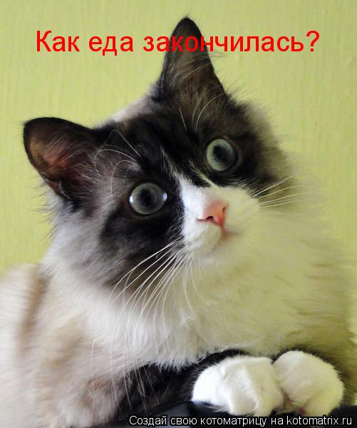 Как еда закончилась?... Котоматрица: Как еда закончилась?