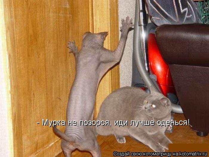 - Мурка не позорся, иди лучше оденься!... Котоматрица: - Мурка не позорся, иди лучше оденься!