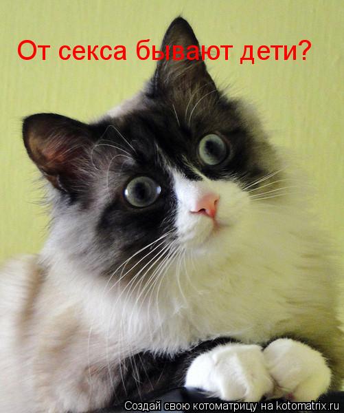 От секса бывают дети?... Котоматрица: От секса бывают дети?