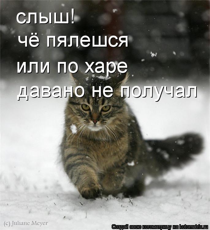 слыш! чё пялешся или по харе давано не получал... Котоматрица: слыш! чё пялешся или по харе давано не получал