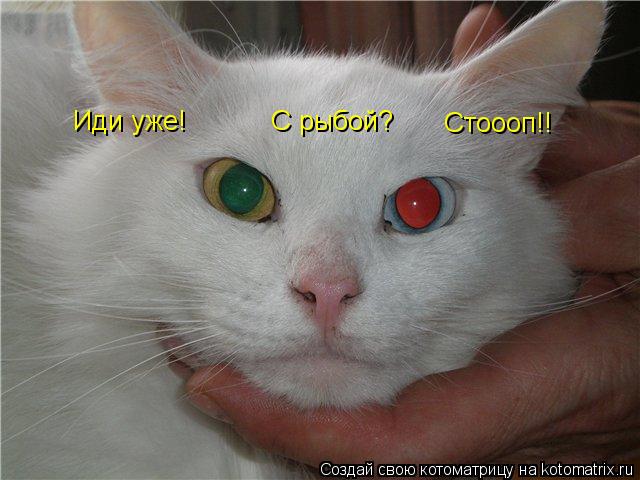 Иди уже! С рыбой? Стоооп!!... Котоматрица: Иди уже! С рыбой? Стоооп!!