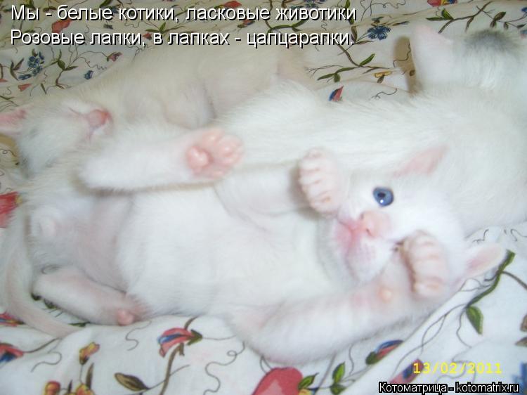 Котоматрица: Мы - белые котики, ласковые животики Розовые лапки, в лапках - цапцарапки.