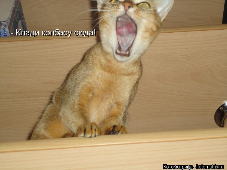 - Клади колбасу сюда!... Котоматрица: - Клади колбасу сюда!