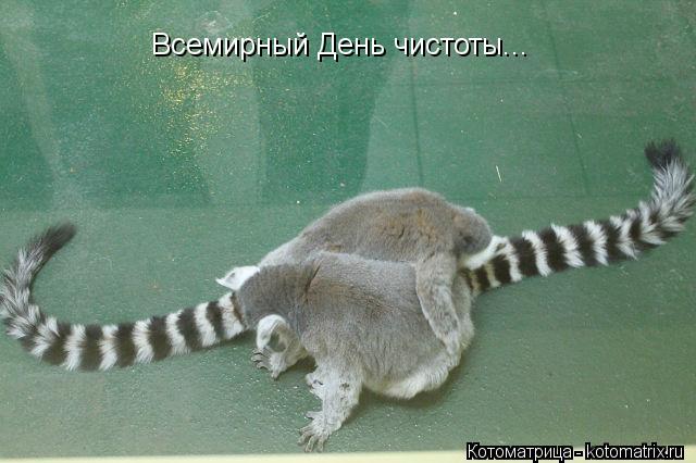 Всемирный День чистоты...... Котоматрица: Всемирный День чистоты...