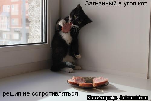 Загнанный в угол кот решил не сопротивляться... Котоматрица: Загнанный в угол кот решил не сопротивляться