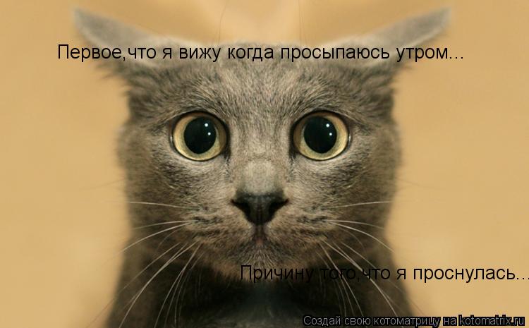 Первое,что я вижу когда просыпаюсь утром... Причину того,что я проснулась...... Котоматрица: Первое,что я вижу когда просыпаюсь утром... Причину того,что я проснулась...
