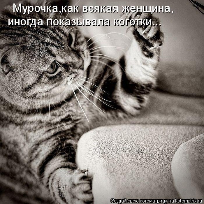 Мурочка,как всякая женщина, иногда показывала коготки...... Котоматрица: Мурочка,как всякая женщина, иногда показывала коготки...