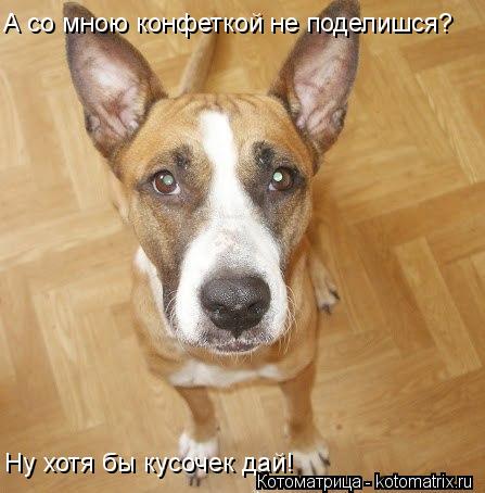 А со мною конфеткой не поделишся? Ну хотя бы кусочек дай!... Котоматрица: А со мною конфеткой не поделишся? Ну хотя бы кусочек дай!