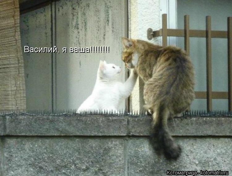 Василий, я ваша!!!!!!!!... Котоматрица: Василий, я ваша!!!!!!!!