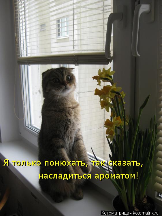 Я только понюхать, так сказать, насладиться ароматом!... Котоматрица: Я только понюхать, так сказать, насладиться ароматом!
