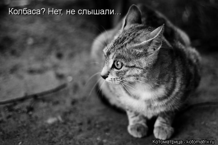 Колбаса? Нет, не слышали...... Котоматрица: Колбаса? Нет, не слышали...
