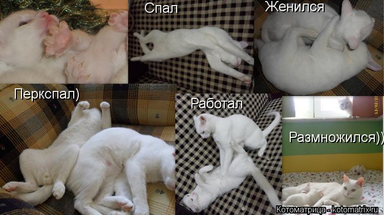 Перкспал) Женился Размножился)) Работал Спал... Котоматрица: Перкспал) Женился Размножился)) Работал Спал