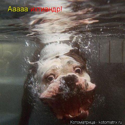 Котоматрица: Ааааа ихтиандр!