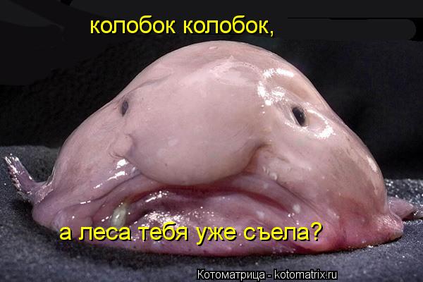 Котоматрица: колобок колобок, а леса тебя уже съела?