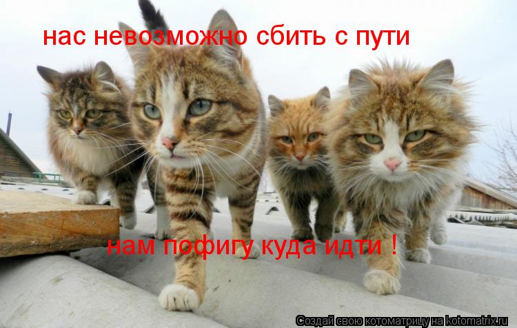 Котоматрица: нас невозможно сбить с пути нам пофигу куда идти !
