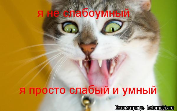 Котоматрица: я не слабоумный  я просто слабый и умный