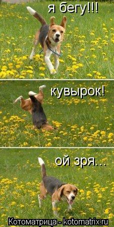 Котоматрица: я бегу!!! кувырок! ой зря...