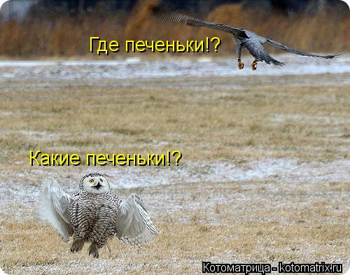 Котоматрица: Где печеньки!? Какие печеньки!?