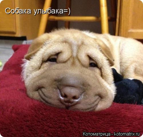 Котоматрица: Собака улыбака=)