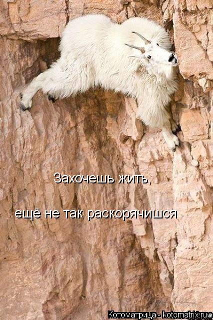 Котоматрица: Захочешь жить, ещё не так раскорячишся